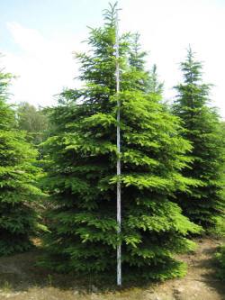picea świerk