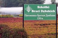 питомник деревьев кустарников, декоративных растений, многолетников